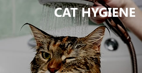Cat Hygene