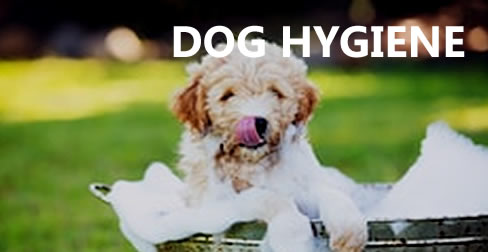 Dog Health/Hygiene